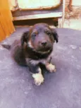 Perninha