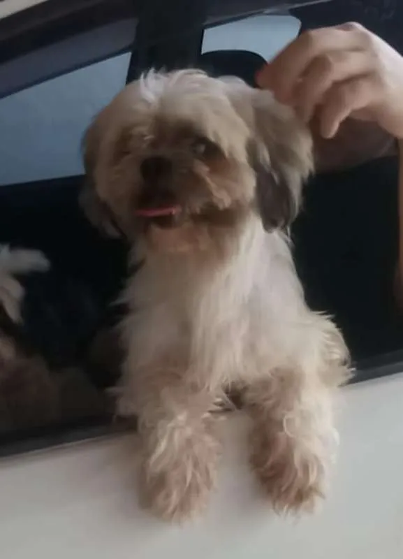 Cachorro ra a Shih-Tzu idade 2 anos nome Marley