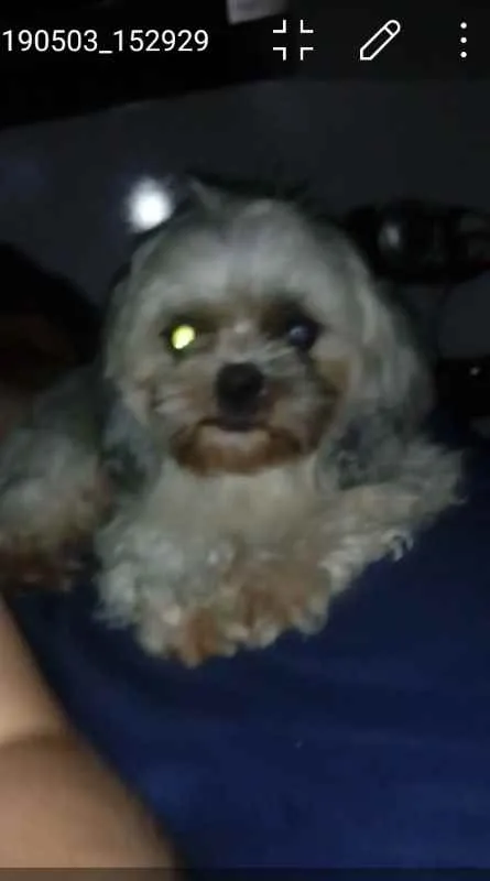Cachorro ra a Shih-Tzu idade 2 anos nome Marley