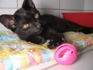 Gato raça srd idade 2 a 6 meses nome Temaki