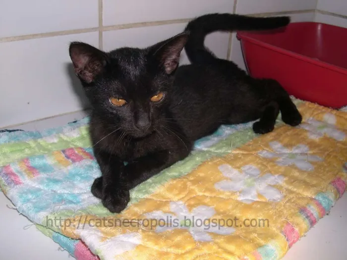Gato ra a srd idade 2 a 6 meses nome Temaki