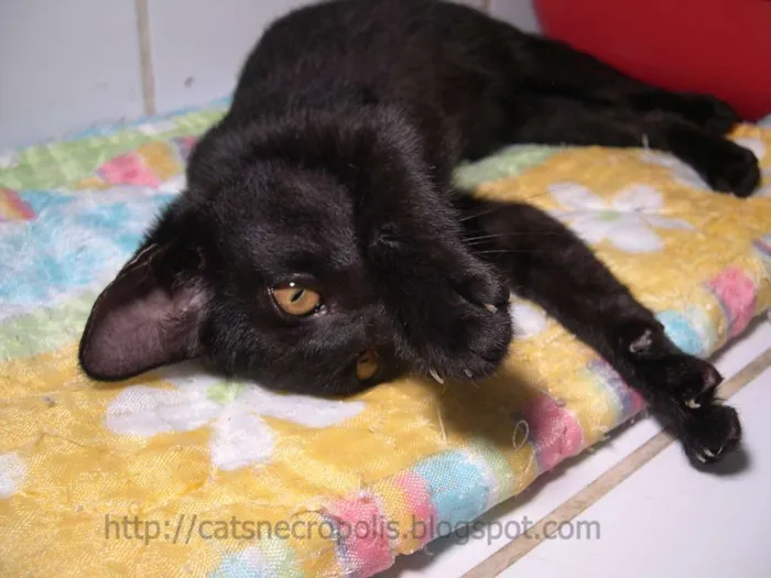 Gato ra a srd idade 2 a 6 meses nome Temaki