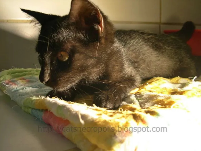Gato ra a srd idade 2 a 6 meses nome Temaki