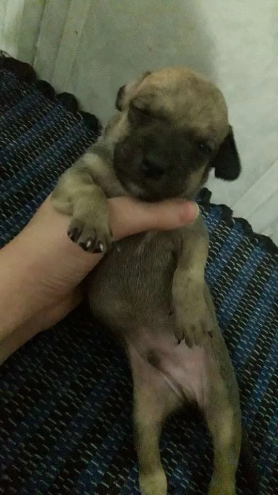 Cachorro ra a Vira lata idade 2 a 6 meses nome Sem nome
