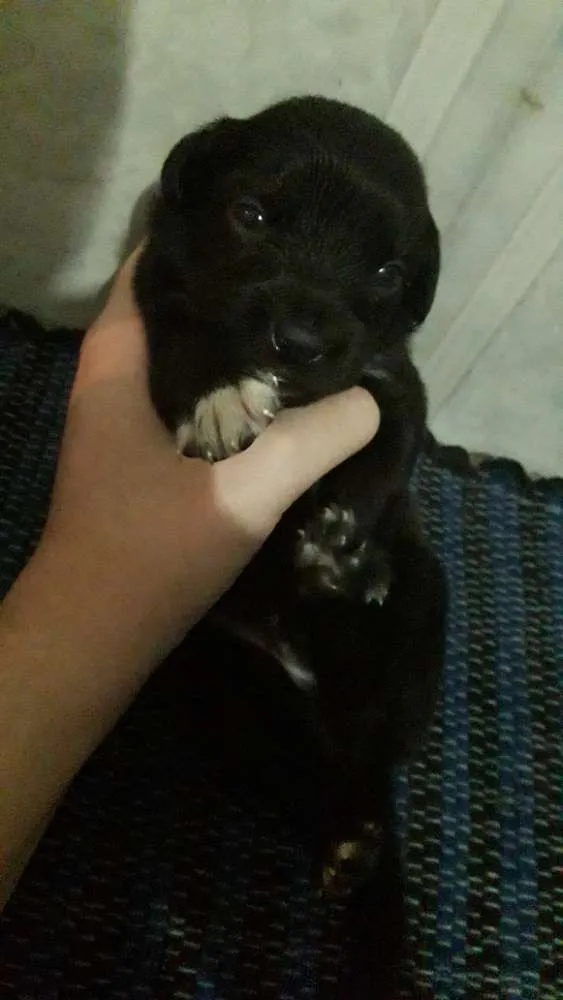 Cachorro ra a Vira lata idade 2 a 6 meses nome Sem nome