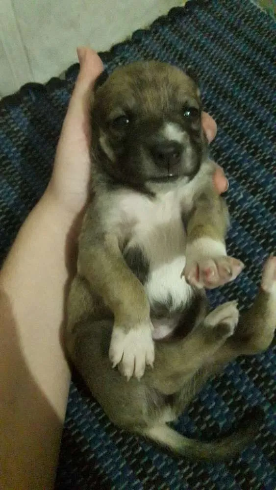 Cachorro ra a Vira lata idade 2 a 6 meses nome Sem nome