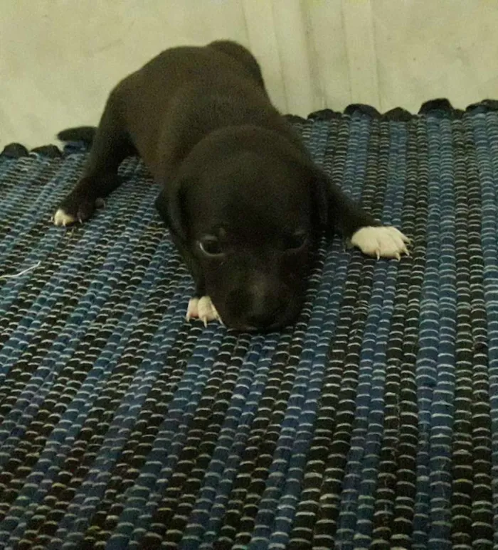 Cachorro ra a Vira lata idade 2 a 6 meses nome Sem nome