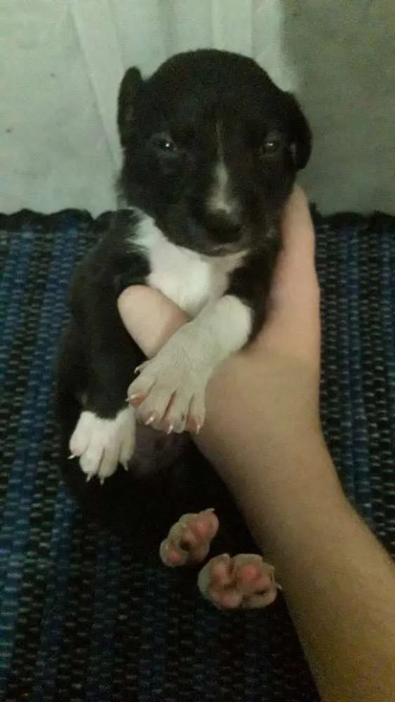 Cachorro ra a Vira lata idade 2 a 6 meses nome Sem nome