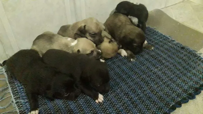 Cachorro ra a Vira lata idade 2 a 6 meses nome Sem nome