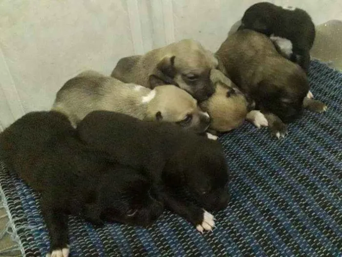 Cachorro ra a Vira lata idade 2 a 6 meses nome Sem nome
