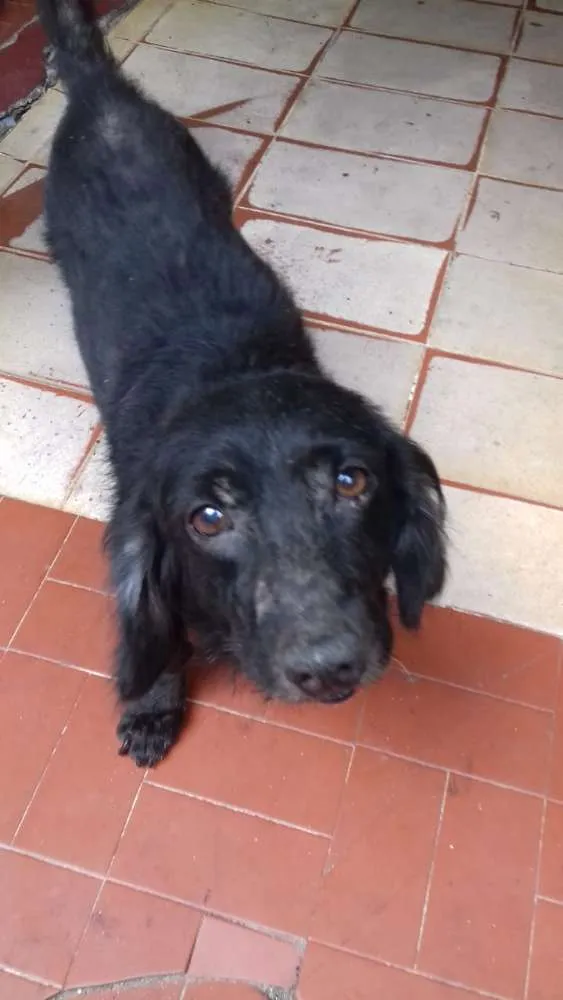 Cachorro raça Sem raça definida idade 6 ou mais anos nome Nick