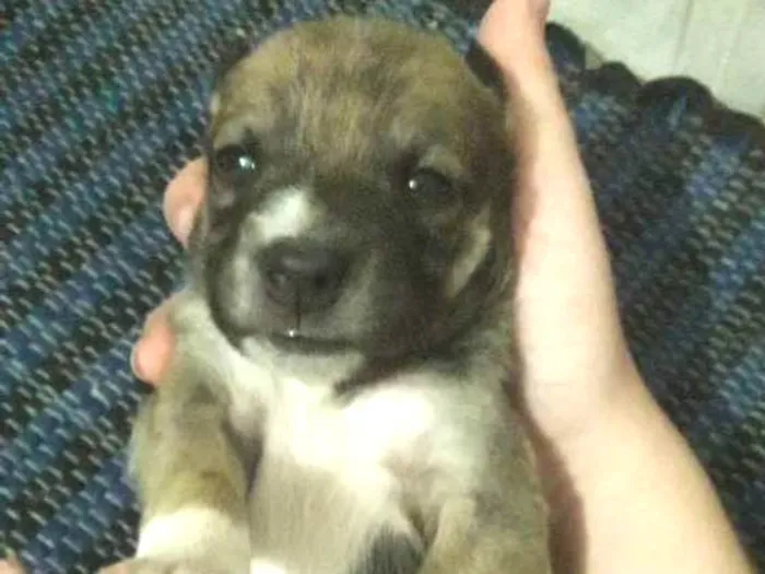 Cachorro ra a Vira lata idade 2 a 6 meses nome Sem nome