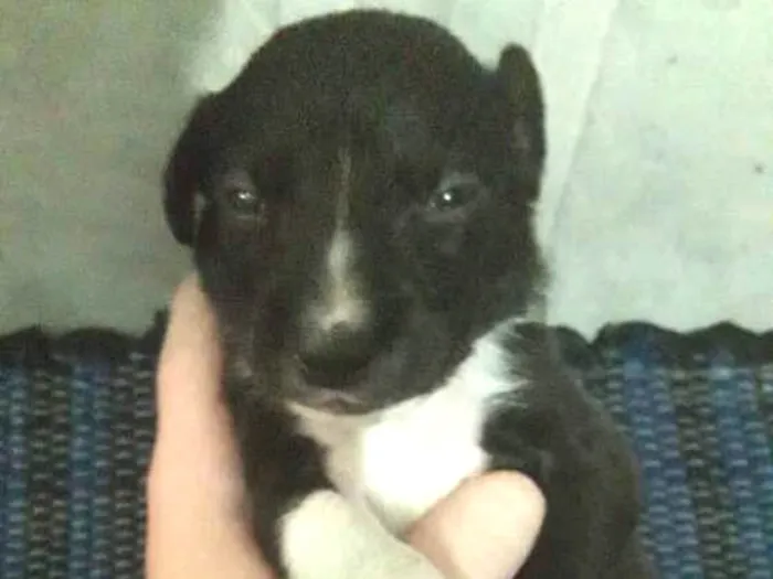 Cachorro ra a Vira lata idade 2 a 6 meses nome Sem nome
