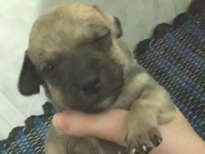Cachorro ra a Vira lata idade 2 a 6 meses nome Sem nome