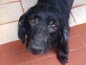 Cachorro raça Sem raça definida idade 6 ou mais anos nome Nick