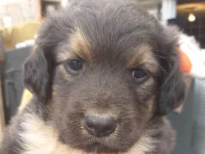 Cachorro raça Indefinida  idade 2 a 6 meses nome Bolota