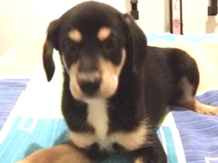 Cachorro ra a SRD idade 2 a 6 meses nome Sem nome