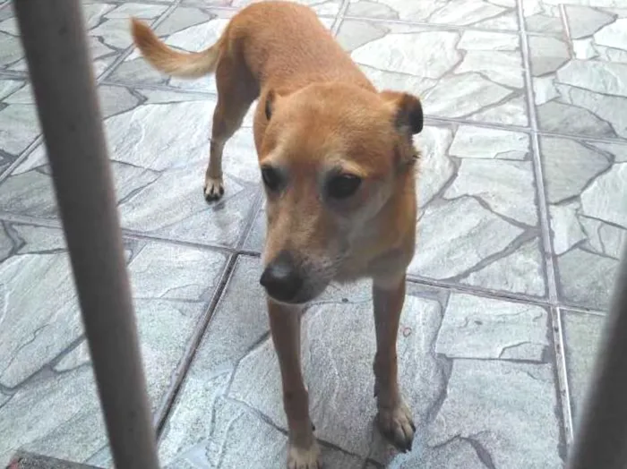 Cachorro ra a Não definida idade 6 ou mais anos nome Pictuco