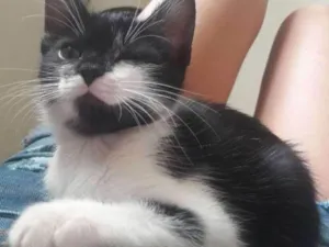 Gato raça Sem Raça Definida idade 2 a 6 meses nome Merlin