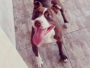 Cachorro raça Pittbull idade 6 ou mais anos nome Belinha