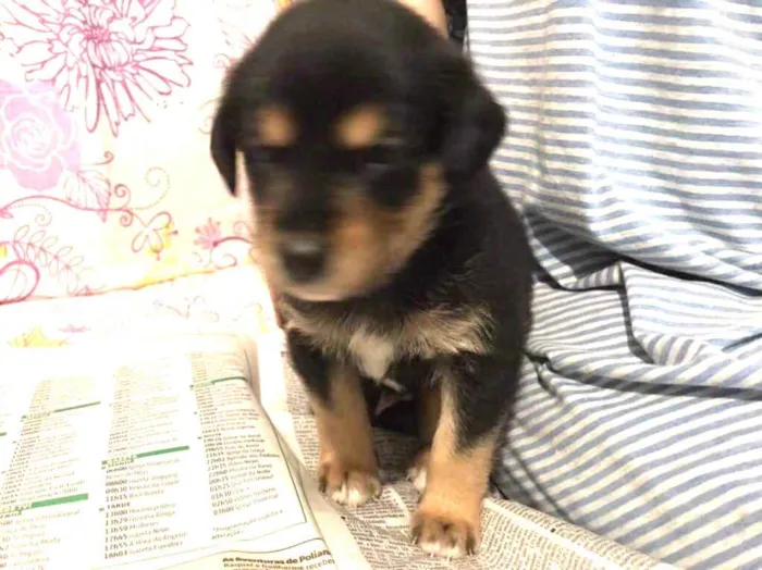 Cachorro ra a SRD idade 2 a 6 meses nome Sem nome