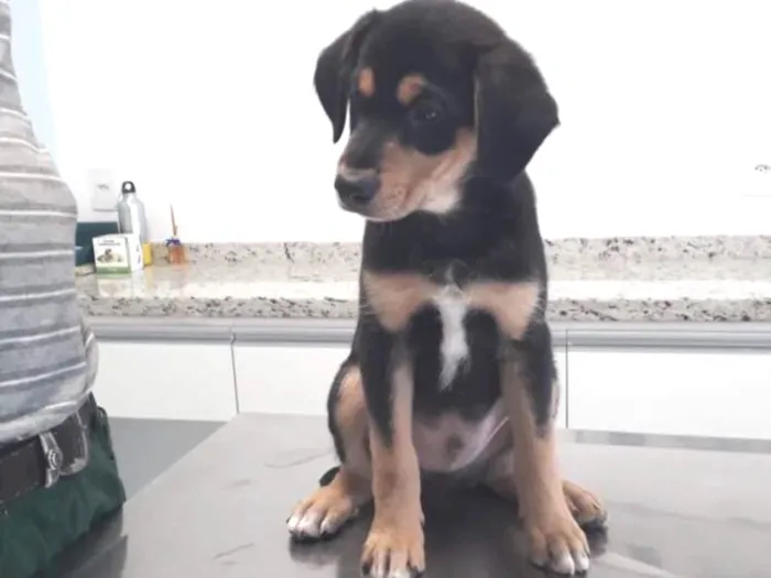 Cachorro ra a SRD idade 2 a 6 meses nome Sem nome