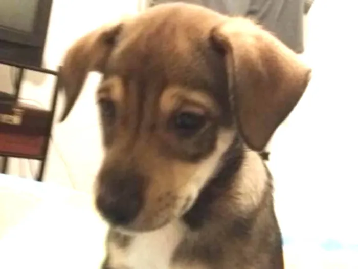 Cachorro ra a SRD idade 2 a 6 meses nome Sem nome