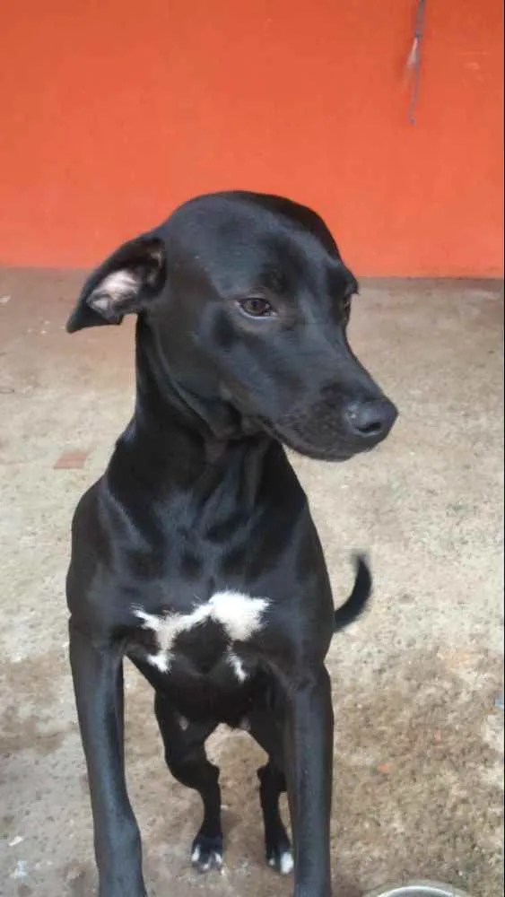 Cachorro ra a Do amor idade 4 anos nome Spaik e pretinha