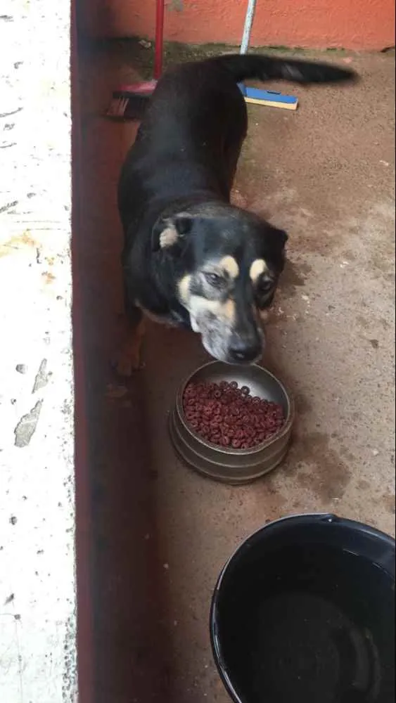 Cachorro ra a Do amor idade 4 anos nome Spaik e pretinha