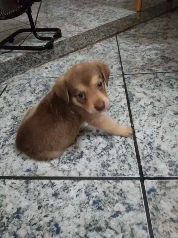 Cachorro ra a Srd idade Abaixo de 2 meses nome Sem nome