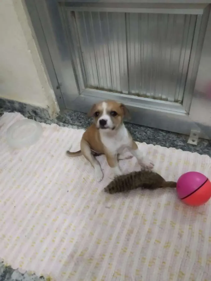 Cachorro ra a Srd idade Abaixo de 2 meses nome Sem nome