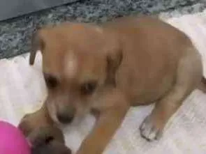Cachorro ra a Srd idade  nome Sem nome
