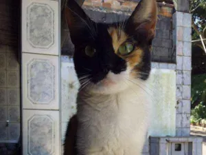 Gato raça linda idade 2 a 6 meses nome Ravenna