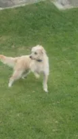 Rosie