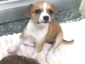 Cachorro raça Srd idade Abaixo de 2 meses nome Sem nome