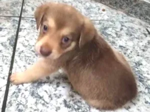 Cachorro raça Srd idade Abaixo de 2 meses nome Sem nome