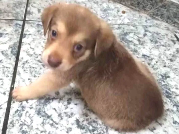 Cachorro ra a Srd idade Abaixo de 2 meses nome Sem nome
