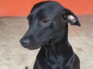 Cachorro raça Do amor idade 4 anos nome Spaik e pretinha