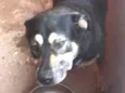 Spaik e pretinha