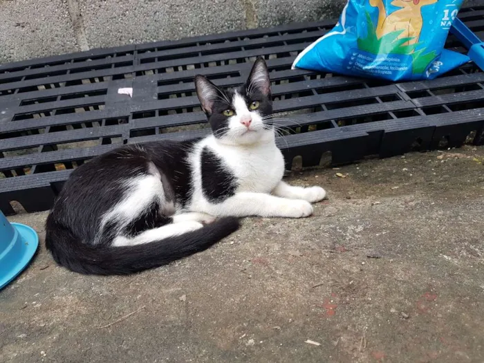 Gato ra a SRD  idade 2 a 6 meses nome Apple