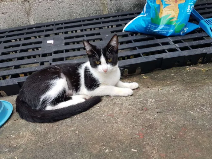 Gato ra a SRD  idade 2 a 6 meses nome Apple