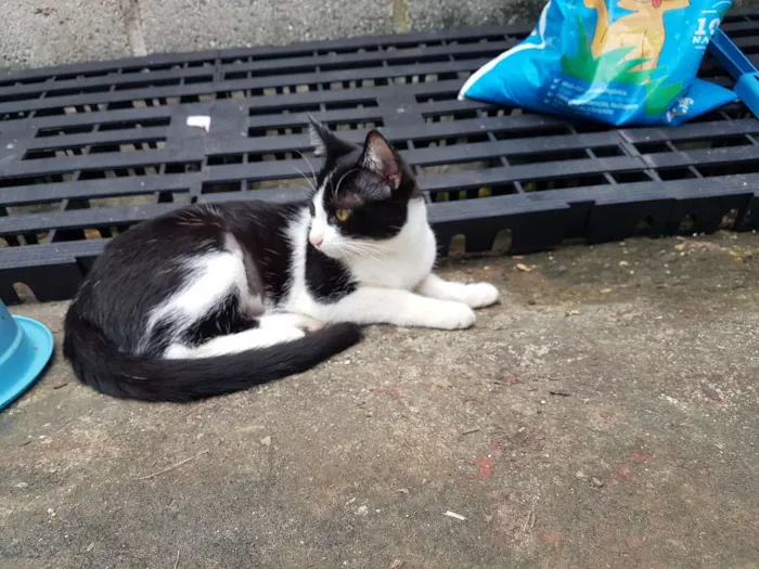 Gato ra a SRD  idade 2 a 6 meses nome Apple