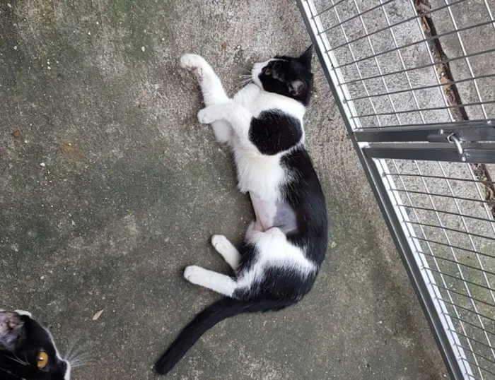 Gato ra a SRD  idade 2 a 6 meses nome Apple