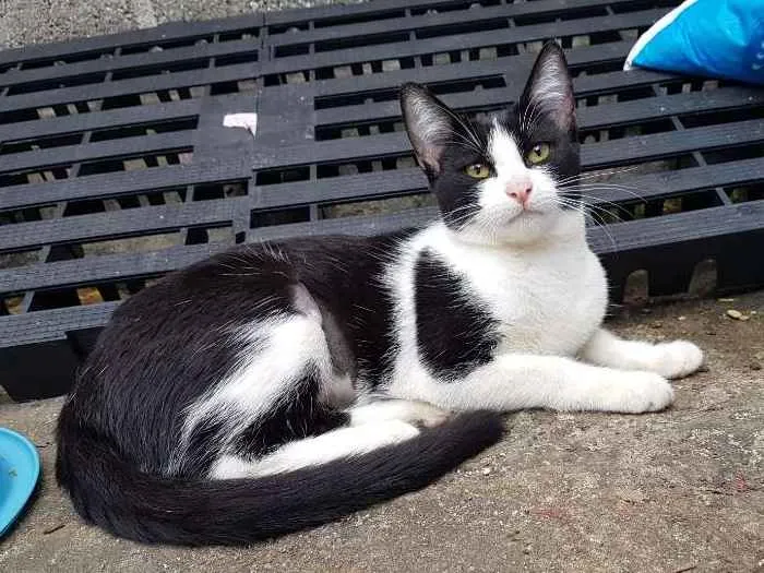 Gato ra a SRD  idade 2 a 6 meses nome Apple