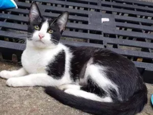 Gato raça SRD  idade 2 a 6 meses nome Apple