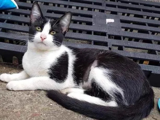 Gato ra a SRD  idade 2 a 6 meses nome Apple