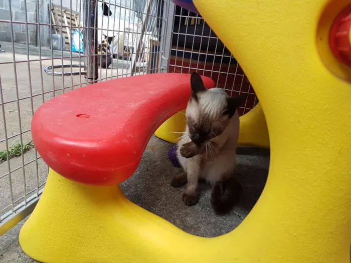 Gato ra a Siames idade 2 a 6 meses nome Leon