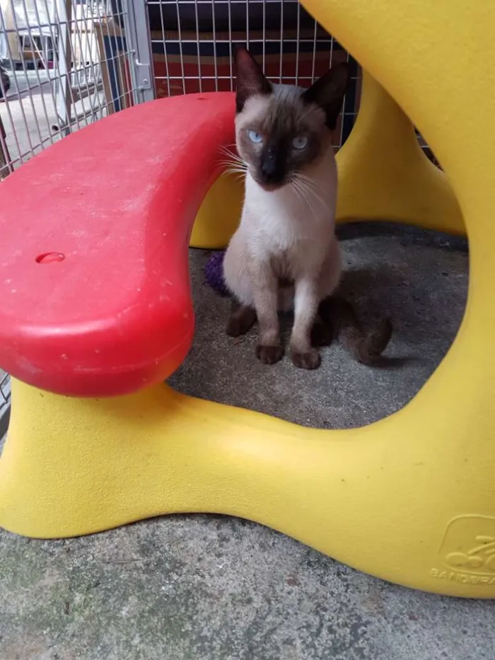 Gato ra a Siames idade 2 a 6 meses nome Leon