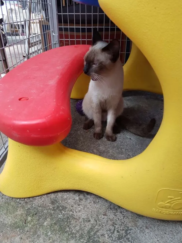 Gato ra a Siames idade 2 a 6 meses nome Leon