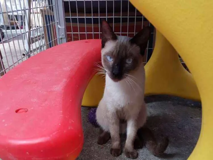 Gato ra a Siames idade 2 a 6 meses nome Leon